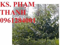 Cây giống giổi, cây hạt giổi, cây giổi hạt, cây giổi ghép. Cây giống giổi, cây hạt giổi, cây giổi hạt, cây giổi ghép.