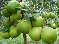 Cung cấp các loại giống cây bưởi Cung cấp các loại giống cây bưởi