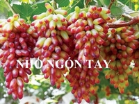 Cung cấp các loại giống cây nho Cung cấp các loại giống cây nho
