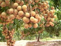 Tốp 10 loại cây có giá trị kinh tế cao, địa chỉ cung cấp uy tín Tốp 10 loại cây có giá trị kinh tế cao, địa chỉ cung cấp uy tín