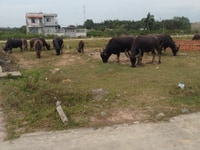 1.65 tỷ/80m thổ cư, Đại Phước,Nhơn Trạch, phà Cát Lái 2km,sổ hồng 1.65 tỷ/80m thổ cư, Đại Phước,Nhơn Trạch, phà Cát Lái 2km,sổ hồng