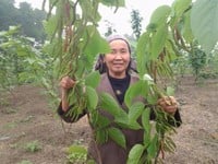 Cung cấp giống cây nhập khẩu. cây dâu đài loan quả dài Cung cấp giống cây nhập khẩu. cây dâu đài loan quả dài