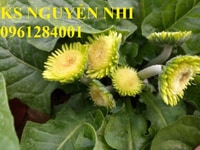 Bán hoa đồng tiền chơi tết, địa chỉ cung cấp cây giống chất lượng Bán hoa đồng tiền chơi tết, địa chỉ cung cấp cây giống chất lượng