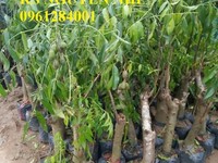 Bán cây giống choai các loại cây ăn quả, địa chỉ bán cây giống chuẩn Bán cây giống choai các loại cây ăn quả, địa chỉ bán cây giống chuẩn