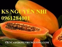 Chuyên cung cấp sĩ lẻ số lượng lớn đu đủ hồng phi ruột đỏ Chuyên cung cấp sĩ lẻ số lượng lớn đu đủ hồng phi ruột đỏ