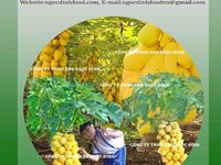 Cung cấp hạt giống đu đủ vỏ vàng Cung cấp hạt giống đu đủ vỏ vàng