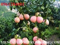 Cung cấp số lượng lớn cây giống bưởi đỏ phúc kiến chất lượng. Cung cấp số lượng lớn cây giống bưởi đỏ phúc kiến chất lượng.