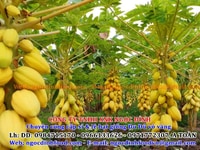 Hạt giống đu đủ da vàng thailan Hạt giống đu đủ da vàng thailan