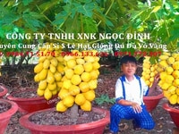 Hạt giống đu đủ vỏ vàng thailan Hạt giống đu đủ vỏ vàng thailan