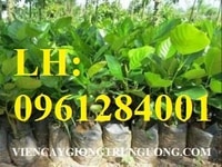 Địa chỉ chuyên cung cấp mít quả dài malai, cây giống mít trái dài Địa chỉ chuyên cung cấp mít quả dài malai, cây giống mít trái dài
