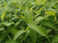 Cung cấp giống chuối sứ cấy mô số lượng lớn Cung cấp giống chuối sứ cấy mô số lượng lớn