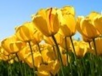 Bán gấp tòa Văn Phòng 8 tầng mặt đường Nguyễn Xiển...GIÁ=24 tỷ Bán gấp tòa Văn Phòng 8 tầng mặt đường Nguyễn Xiển...GIÁ=24 tỷ