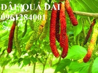 Cây dâu quả dài, cung cấp cây giống dâu quả dài chất lượng Cây dâu quả dài, cung cấp cây giống dâu quả dài chất lượng