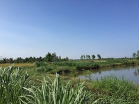 8500m2 đất ruộng kênh 3 Xã Tân Điền 8500m2 đất ruộng kênh 3 Xã Tân Điền