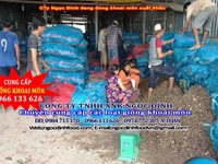 Chuyên cung cấp giống khoai môn cho năng suất cao, Chuyên cung cấp giống khoai môn cho năng suất cao,