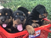 Chuyên cung cấp các giống chó thuần chủng Chuyên cung cấp các giống chó thuần chủng
