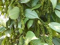 Tiêu sạch cung cấp sĩ và lẻ, Số lượng không giới hạn Tiêu sạch cung cấp sĩ và lẻ, Số lượng không giới hạn