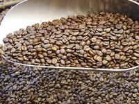 Cung cấp cà phê hạt nguyên chất, cam kết chất lượng cao tại Bình Dương Cung cấp cà phê hạt nguyên chất, cam kết chất lượng cao tại Bình Dương