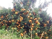 Bán trang trại mặt đường quốc lộ 32 Phúc Thọ cách trung tâm 20km Bán trang trại mặt đường quốc lộ 32 Phúc Thọ cách trung tâm 20km