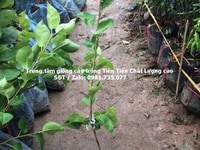 Cung cấp cây giống lê nâu số lượng lớn Cung cấp cây giống lê nâu số lượng lớn