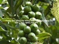 Cung cấp cây giống mắc ka lượng lớn Cung cấp cây giống mắc ka lượng lớn