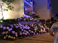 Bán biệt thự Ciputra Tây Hồ, Hà Nội, giá tốt. Bán biệt thự Ciputra Tây Hồ, Hà Nội, giá tốt.