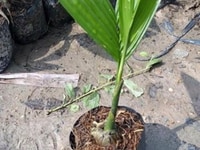 Cung cấp giống cây cau tứ quý số lượng lớn Cung cấp giống cây cau tứ quý số lượng lớn