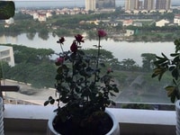Bán gấp căn hộ CC tại dự án Riverside Residence, Quận 7 Bán gấp căn hộ CC tại dự án Riverside Residence, Quận 7