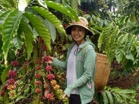 Cafe mộc nguyên chất Bảo Lộc, sạch, không hóa chất, giá rẻ Cafe mộc nguyên chất Bảo Lộc, sạch, không hóa chất, giá rẻ