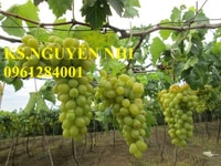 Bán cây nho Ninh Thuận, chuẩn giống F1, năng suất cao Bán cây nho Ninh Thuận, chuẩn giống F1, năng suất cao
