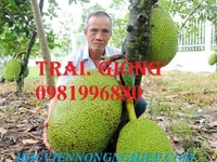Trồng mít mang lại hiệu quả kinh tế Trồng mít mang lại hiệu quả kinh tế