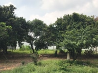 Chính chủ cần bán biệt thự vườn đẹp gần làng Đại Học Quốc Gia Chính chủ cần bán biệt thự vườn đẹp gần làng Đại Học Quốc Gia