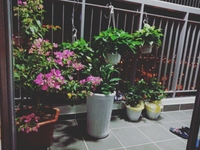 Bán căn hộ 3 ngủ nội thất đẹp phong cách trẻ giá 20tr/m2 C14 Bắc Hà Bán căn hộ 3 ngủ nội thất đẹp phong cách trẻ giá 20tr/m2 C14 Bắc Hà