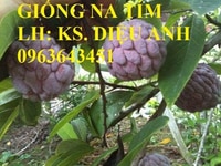 Cung cấp cây giống na tím, cây giống na vỏ tím, giống na tím mới, độc, Cung cấp cây giống na tím, cây giống na vỏ tím, giống na tím mới, độc,