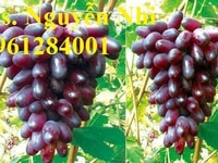 Cây giống nho ngón tay, nho phù thủy, nho trái dài, uy tín, chất lượng Cây giống nho ngón tay, nho phù thủy, nho trái dài, uy tín, chất lượng
