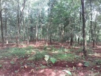 Bán 2,9ha cao su đất đỏ bagian giá 2,25 tỷ Bán 2,9ha cao su đất đỏ bagian giá 2,25 tỷ