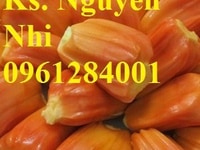 Cây giống mít ruột đỏ - viencaygiongtrunguong Cây giống mít ruột đỏ - viencaygiongtrunguong