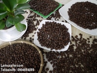Cà phê hạt nguyên chất Robusta chế biến ướt chất lượng cao giá sỉ Cà phê hạt nguyên chất Robusta chế biến ướt chất lượng cao giá sỉ