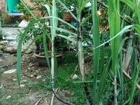 Bán đất đường nguyễn thị sáu, hóc môn (4,2x15m) 1tỷ050tr Bán đất đường nguyễn thị sáu, hóc môn (4,2x15m) 1tỷ050tr
