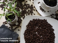 Cung cấp cà phê hạt sạch, cung cấp giá cạnh tranh ổn định lâu dài Cung cấp cà phê hạt sạch, cung cấp giá cạnh tranh ổn định lâu dài