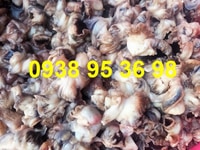 Mua ốc giấy giá rẻ, bán thịt ốc giấm tươi sỉ, giá thịt ốc giấy,ốc đầm Mua ốc giấy giá rẻ, bán thịt ốc giấm tươi sỉ, giá thịt ốc giấy,ốc đầm