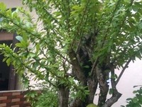 Du lịch mùa hè Xe cho thuê tự lái 4_16 chỗ Du lịch mùa hè Xe cho thuê tự lái 4_16 chỗ