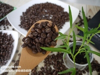 Chuyên cung cấp cafe hạt, cafe bột rang sẵn nguyên chất giá sỉ Chuyên cung cấp cafe hạt, cafe bột rang sẵn nguyên chất giá sỉ