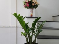 Mặt tiền Phạm Văn Đồng, Gò Vấp. 44m2 giá 5,5 tỷ. Mặt tiền Phạm Văn Đồng, Gò Vấp. 44m2 giá 5,5 tỷ.