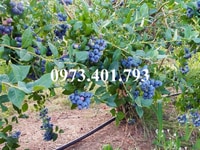 Cây giống việt quất uy tín, chất lượng Cây giống việt quất uy tín, chất lượng