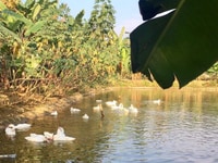 Bán trang trại 4000 m2, khuôn viên hoàn thiện, đã có nhà xây kiên cố Bán trang trại 4000 m2, khuôn viên hoàn thiện, đã có nhà xây kiên cố
