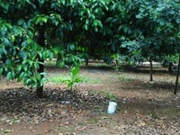 Đất chính chủ xã đại lào, bảo lộc, tỉnh lâm Đồng Đất chính chủ xã đại lào, bảo lộc, tỉnh lâm Đồng