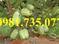 Cung cấp cây giống Ổi không hạt Cung cấp cây giống Ổi không hạt