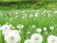 Bán tòa Văn Phòng 8,5 tầng mặt phố Phạm Tuấn Tài...GIÁ=54tỷ Bán tòa Văn Phòng 8,5 tầng mặt phố Phạm Tuấn Tài...GIÁ=54tỷ