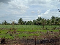 4000m2 4 sổ hồng, đường cano, pháp lý ro ràng minh bạch. 4000m2 4 sổ hồng, đường cano, pháp lý ro ràng minh bạch.